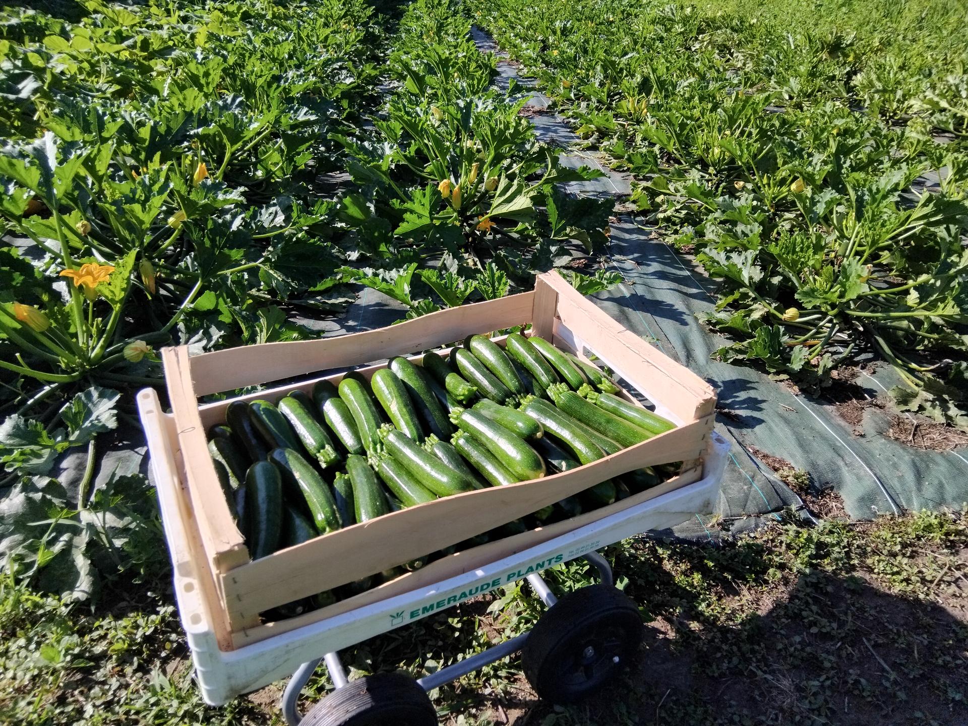 Présentation ferme maraichère à Chevru Seine et Marne